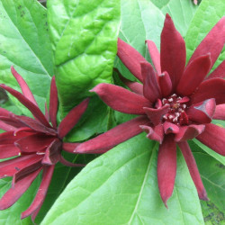 Carolina allspice - Plant