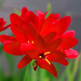 Geissorhiza inflexa - 10 seeds