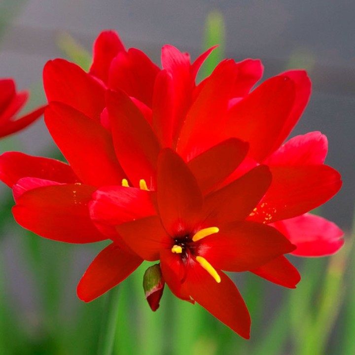 Geissorhiza inflexa - 10 seeds