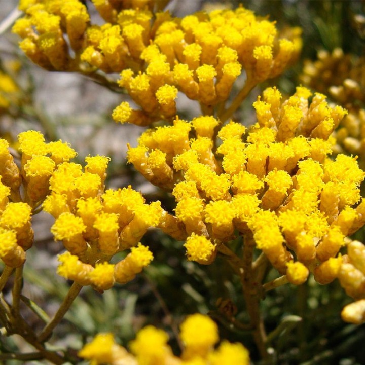 Curry - Plant