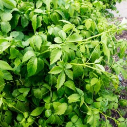 Jiaogulan Plant