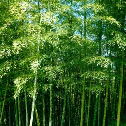 Moso bamboo - Seeds