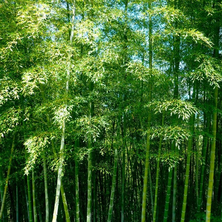 Moso bamboo - Seeds