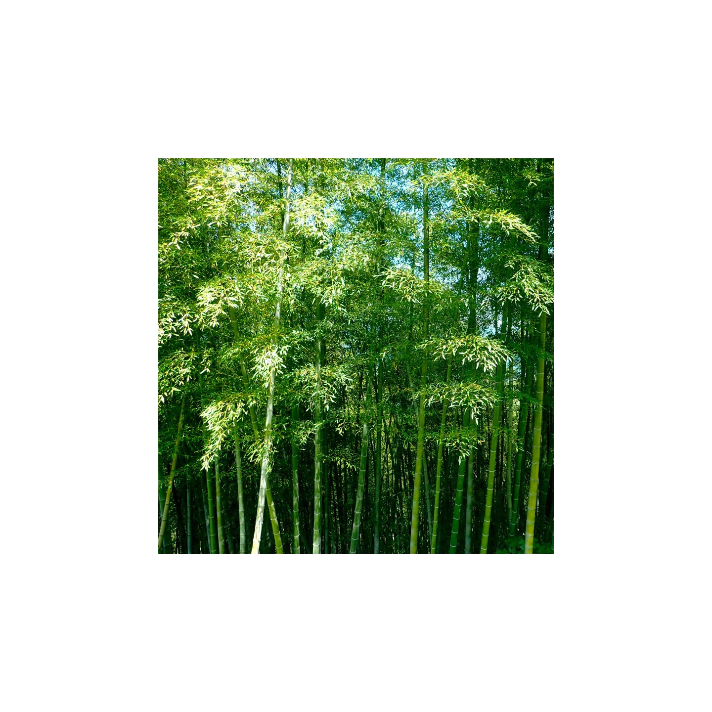 Moso Bamboo - 8-10 seeds