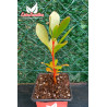Protea cynaroides planta real