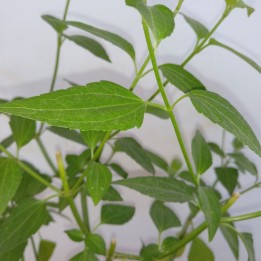 Dream herb - 1 plant