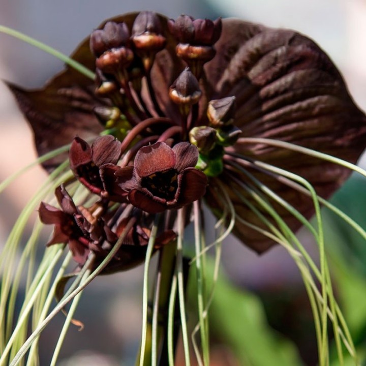 Bat flower - Seeds