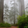 Giant sequoia - 15 seeds