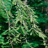 Metasequoia - 25 seeds