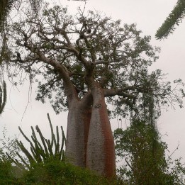 Baobab fony - Seeds