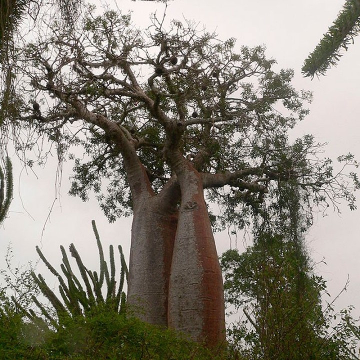 Baobab fony - Seeds