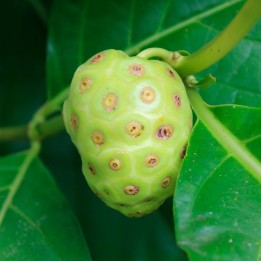 Indian mulberry - Seeds