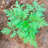 Sweet wormwood - 100 seeds