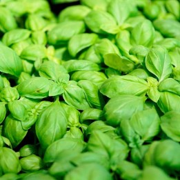 Basil, Broadleaf (Genovese) seeds