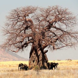 Baobab digitata - Seeds
