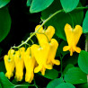 Bleeding heart, Yellow - 20 seeds