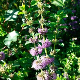 Pennyroyal - Seeds