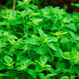 Oregano - Seeds