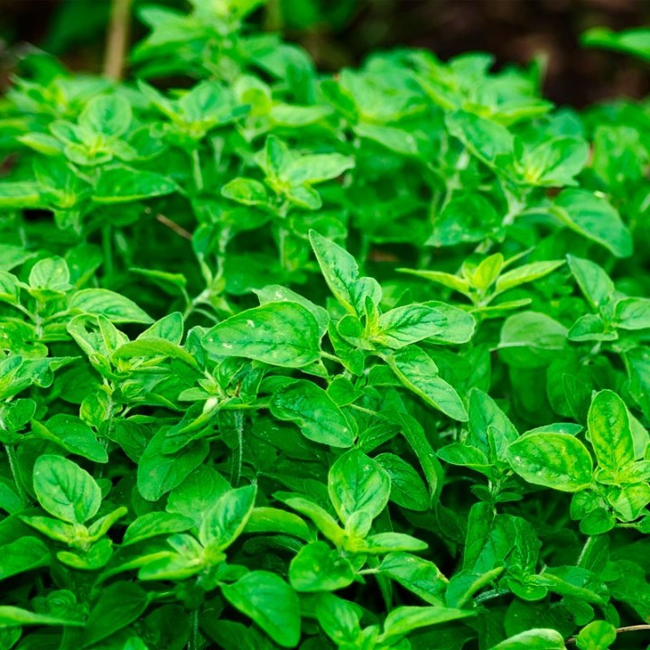 Oregano - Seeds
