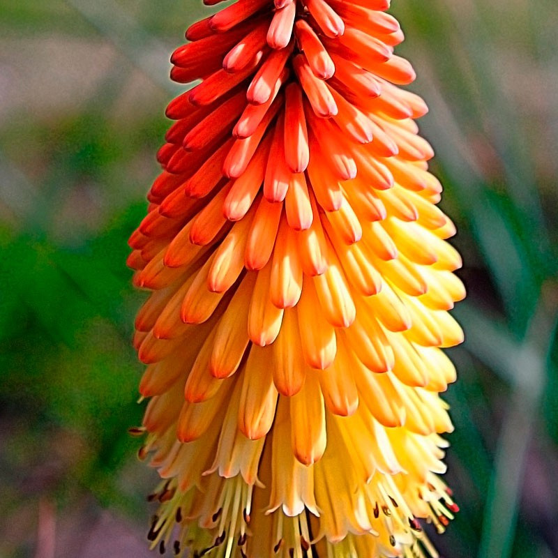 Kniphofia uvaria Grandiflora - Bulbo