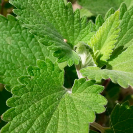 nepeta cataria comprar planta