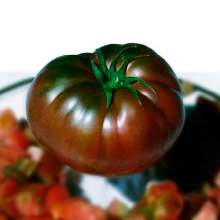 Tomate negro de Tula planta