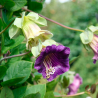 Cobaea scandens - 1 planta