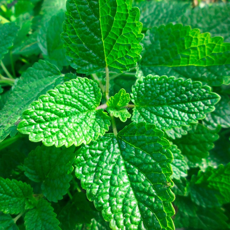 Lemon balm - Plant