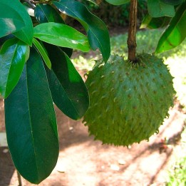 Soursop - seeds
