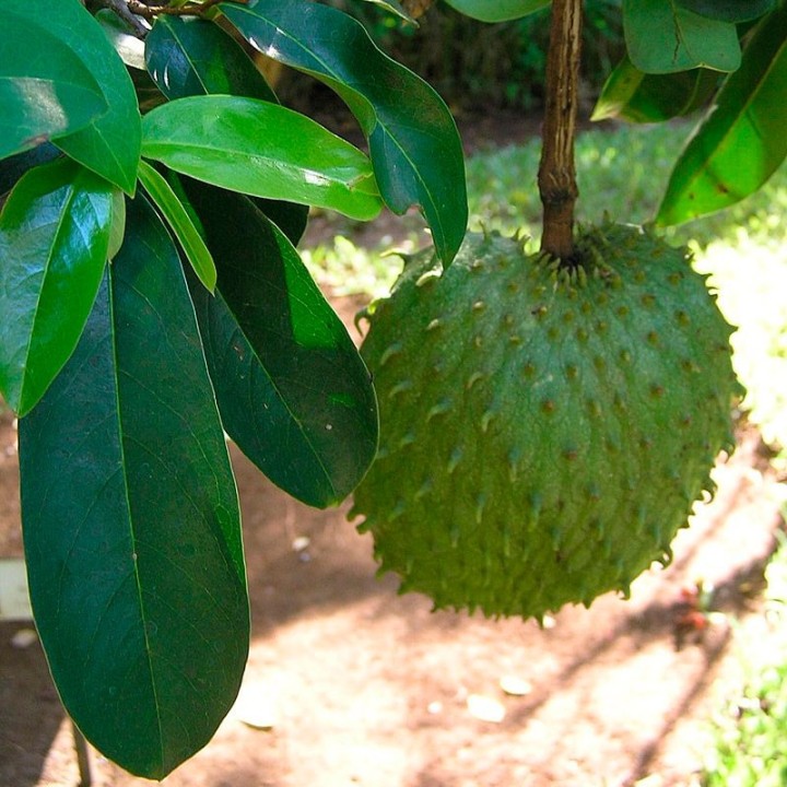 Soursop - seeds
