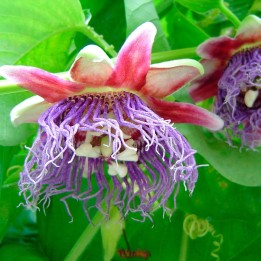 Passiflora quadrangularis - Seeds
