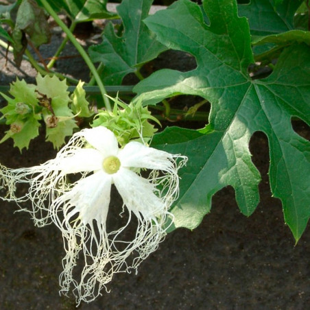 Trichosanthes kirilowii semillas