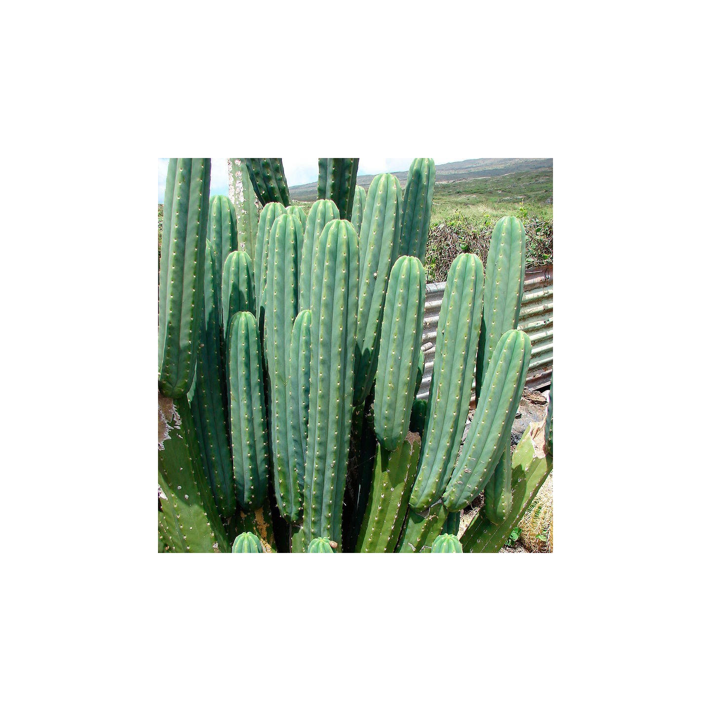 San Pedro cactus - 8 seeds