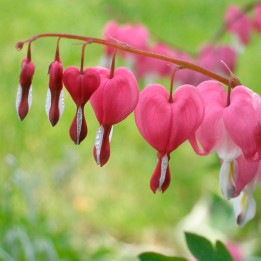 dicentra spectabilis plant