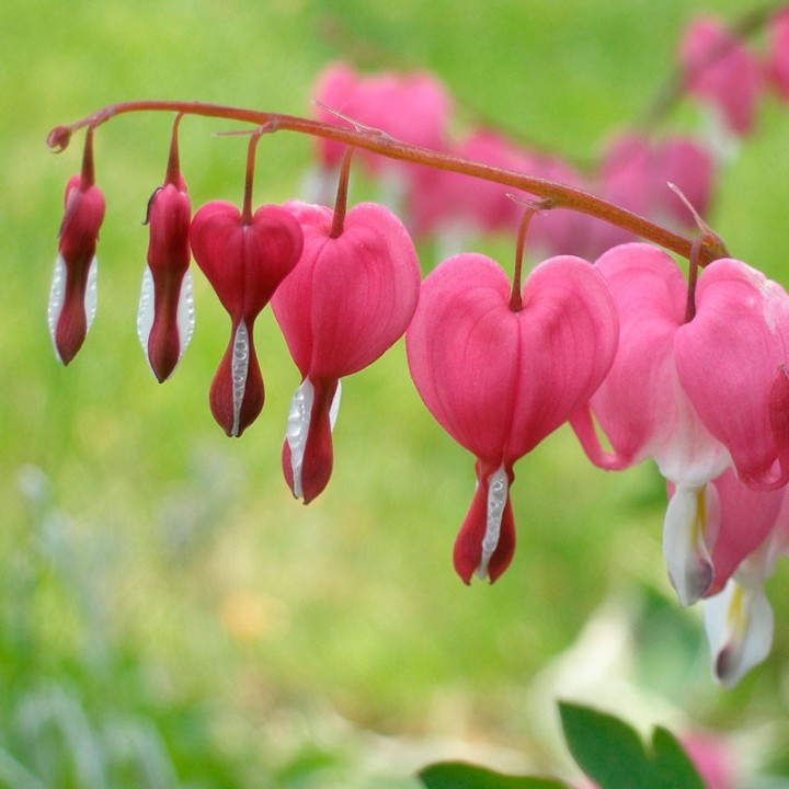 dicentra spectabilis plant