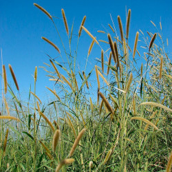 semillas de pennisetum purpureum