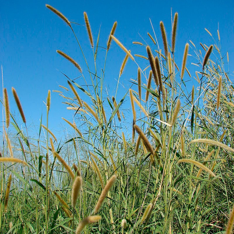 semillas de pennisetum purpureum