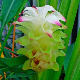 Turmeric - Plant