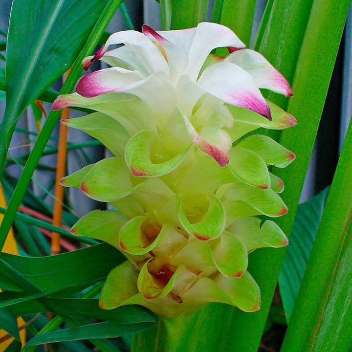 Turmeric - Plant