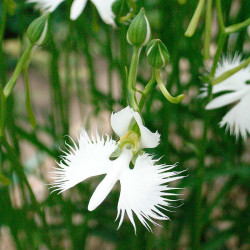 comprar orquidea habenaria radiata