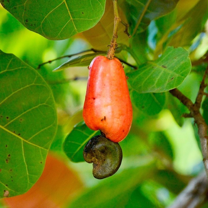 Cashew - 2 seeds