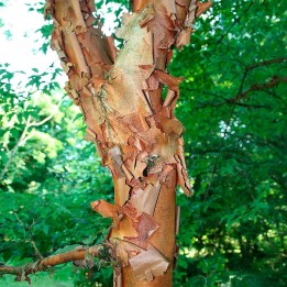 Acer griseum seeds