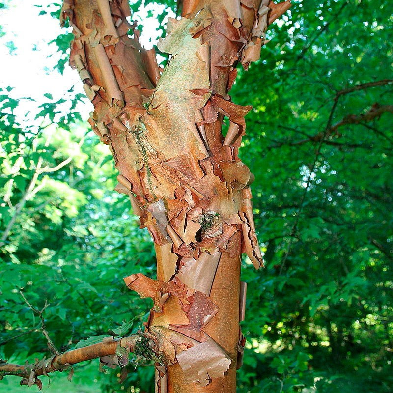Acer griseum seeds