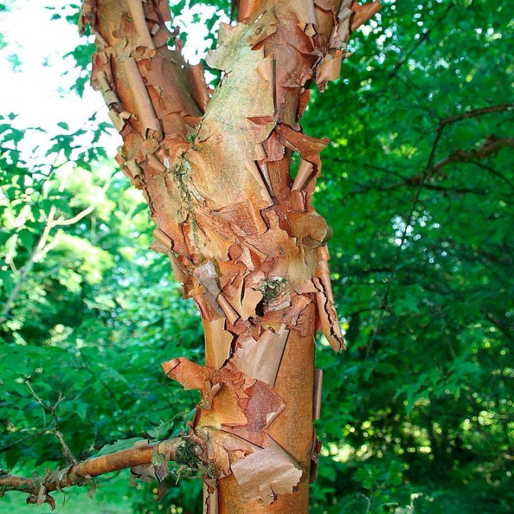 Acer griseum seeds