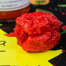 Hot pepper, Carolina reaper - Seeds