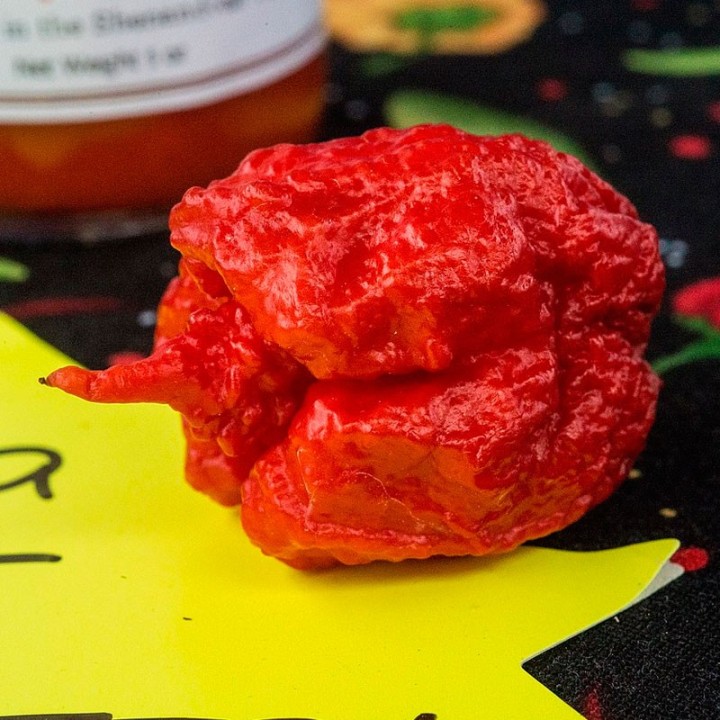 Hot pepper, Carolina reaper - Seeds