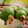 Guayaba planta comprar