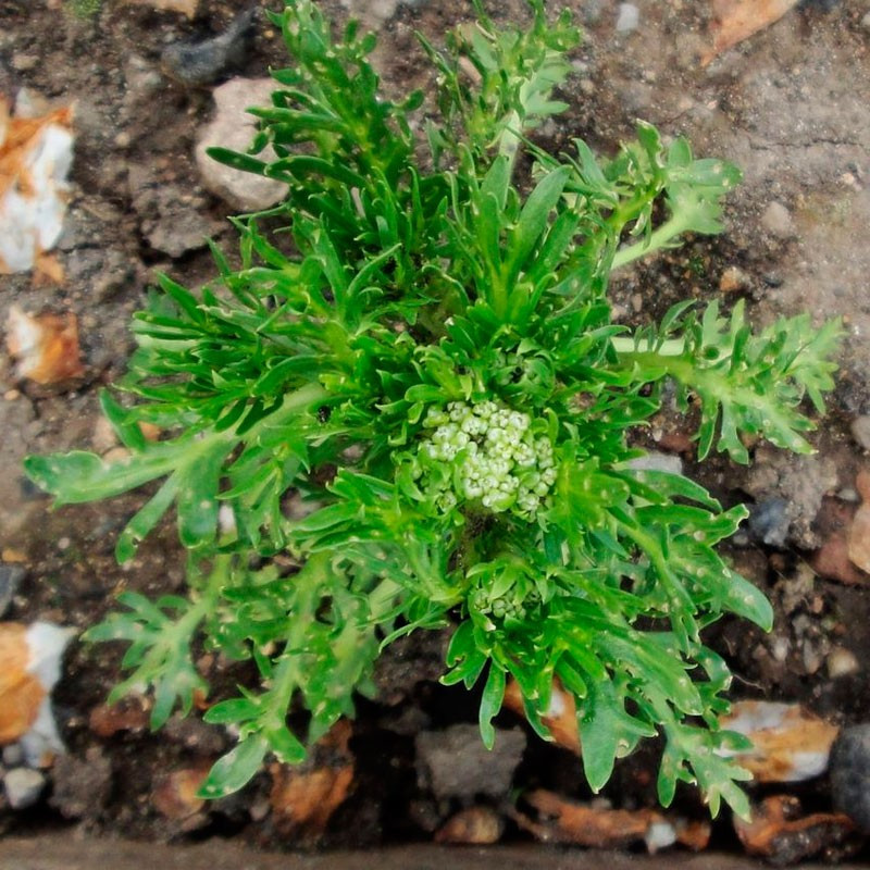 Maca roja planta