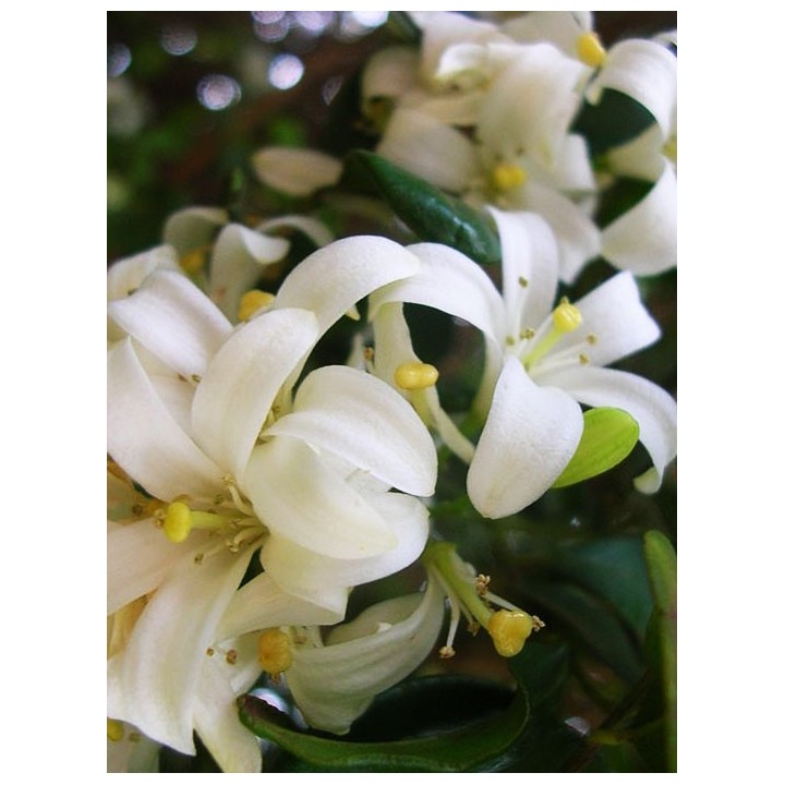 Murraya paniculata