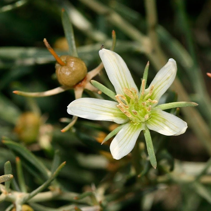 Ruda siria planta